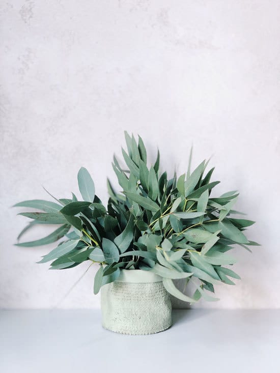 Best Bedroom Plants Eucalyptus