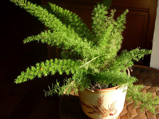 Best Bedroom Plants Foxtail Fern Asparagus Densiflorus