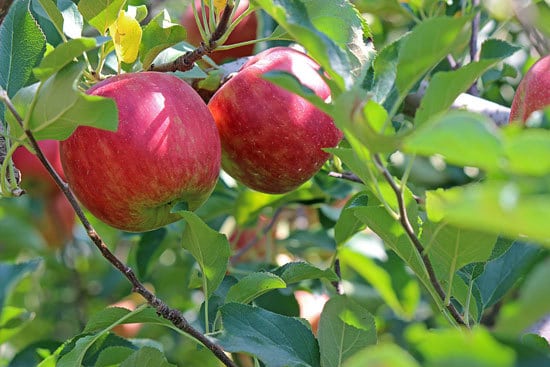 Best Fruit Trees To Grow In Containers Apple 1
