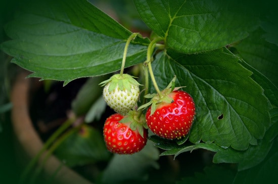 Best Fruit Trees To Grow In Containers Strawberry 1