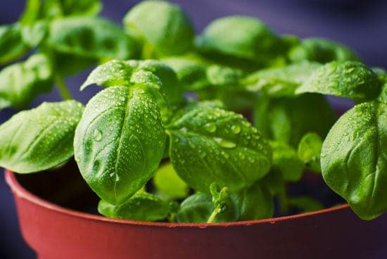 Best Herbs to Grow Indoors Basil