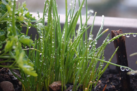Best Herbs to Grow Indoors Chives