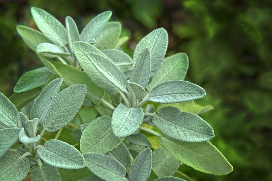 Best Herbs to Grow Indoors Sage
