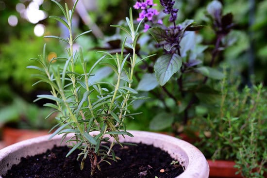 Best Perennial Herbs Garden Plants Rosemary