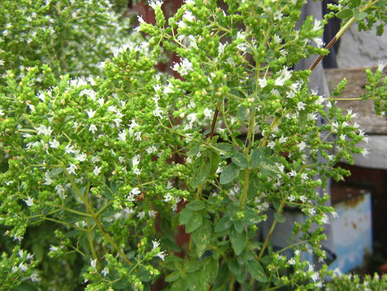 Flowering Herb Plants Greek Oregano