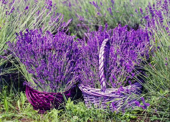 Flowering Herb Plants Lavender