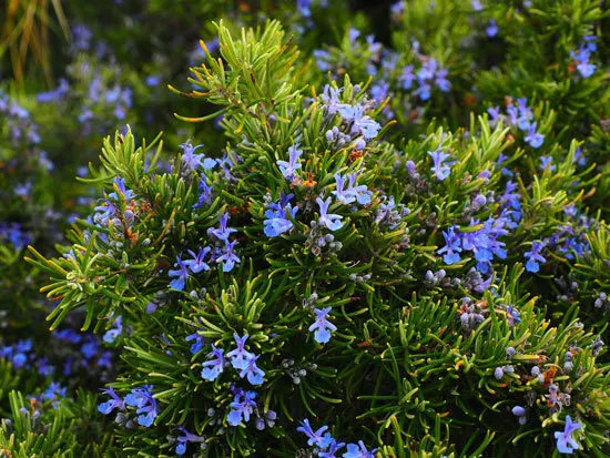 Flowering Herb Plants Rosemary
