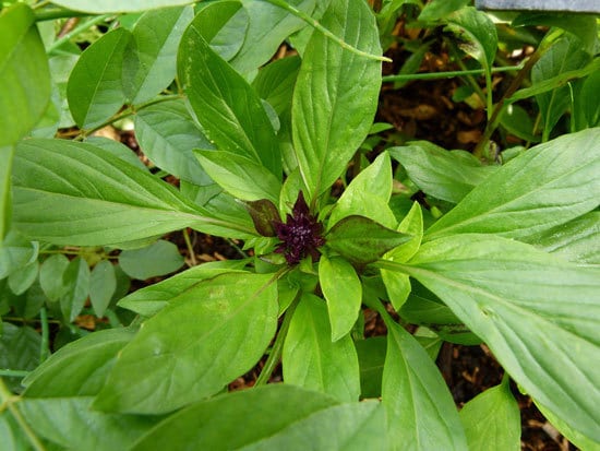 Flowering Herb Plants Thai Basil