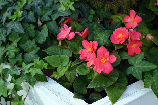 Flowers for Window Boxes Begonias