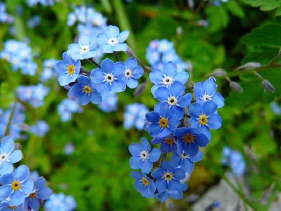 Flowers for Window Boxes Forget Me Nots