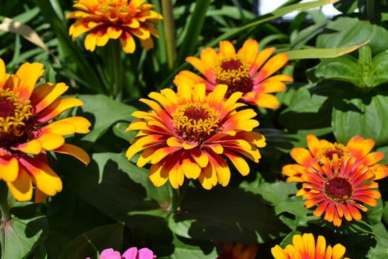 Flowers for Window Boxes Zinnia
