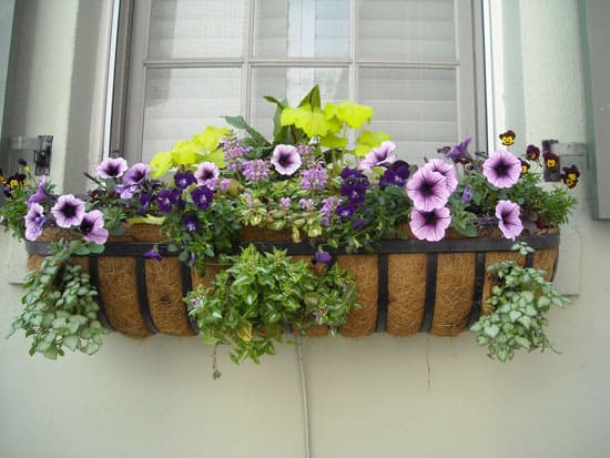 Flowers for Window Boxes