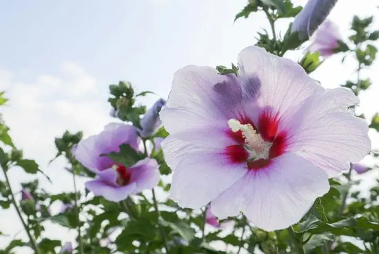 Tall Perennial Flowers Hibiscus