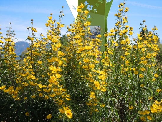 Tall Perennial Flowers Maximillian Sunflower