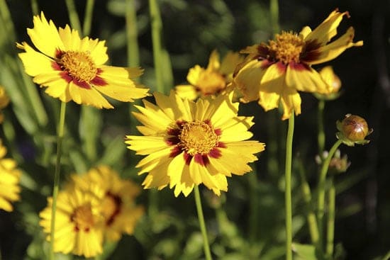 Wind Tolerant Flowers for Home Coreopsis 1
