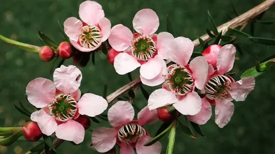 Wind Tolerant Flowers for Home Tea Tree
