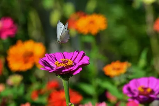 Wind Tolerant Flowers for Home Zinnia
