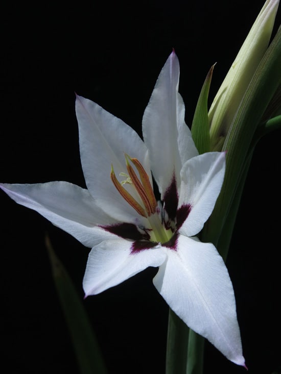 Best Bulbs For Containers Acidanthera