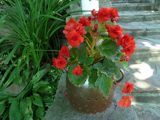 Best Bulbs For Containers Tuberous Begonias