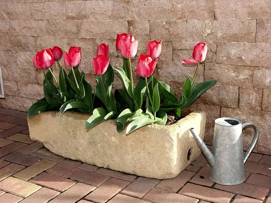 Best Bulbs For Containers Tulips