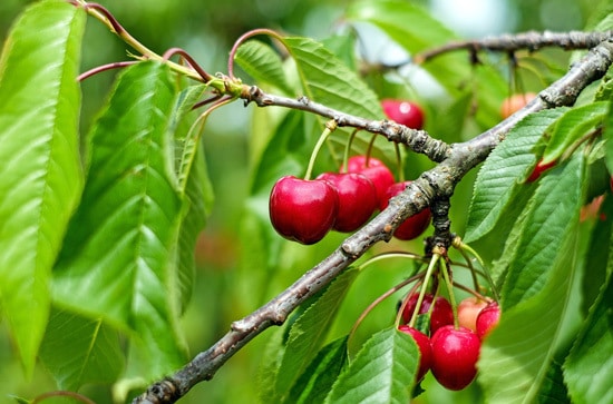 Best Fruit Trees To Grow In Containers Cherry
