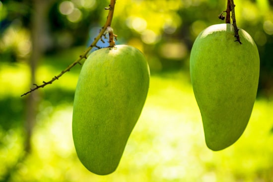 Best Fruit Trees To Grow In Containers Mango