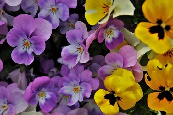 Best Trailing Annual Flowers Pansy