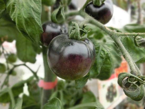 Black Vegetables For Your Garden Black Beauty Tomatoes