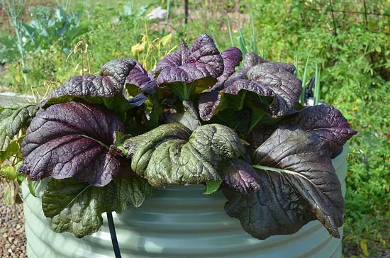 Black Vegetables For Your Garden Purple Lady Bok Choy