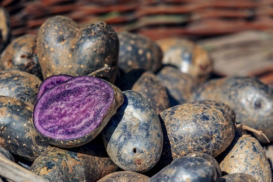 Black Vegetables For Your Garden Purple Potato