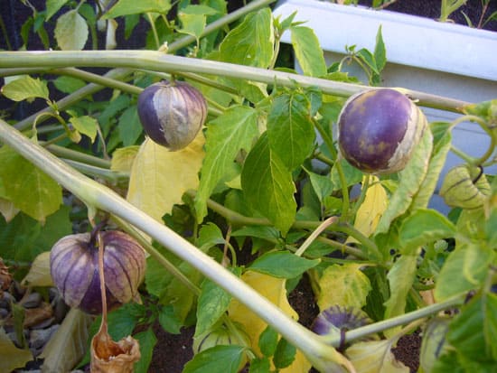 Black Vegetables For Your Garden Tiny Coban Tomatillo
