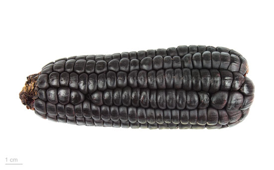 Black Vegetables For Your Garden Zea Mays “Maiz Morado” Black Corn Purple Corn
