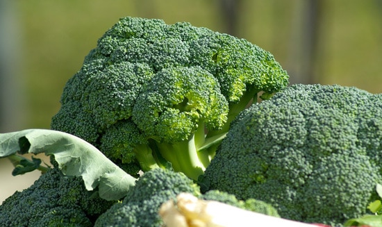 Cruciferous Vegetables Broccoli