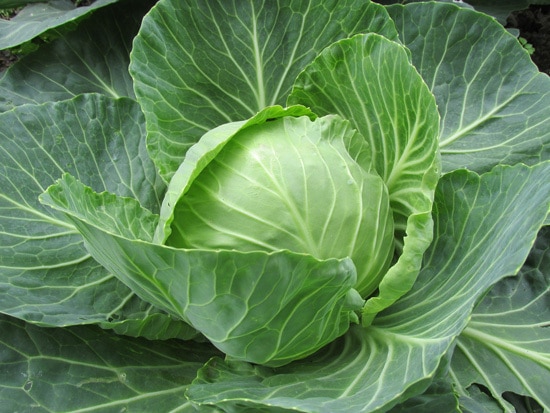 Cruciferous Vegetables Cabbage
