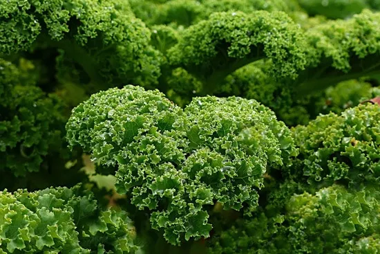 Cruciferous Vegetables Kale