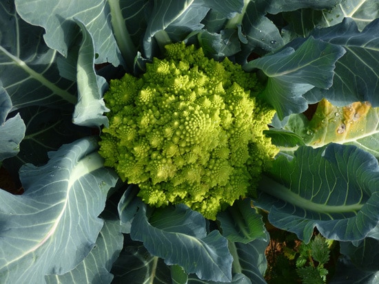 Cruciferous Vegetables Romanesco Broccoli