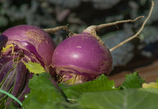 Cruciferous Vegetables Turnips