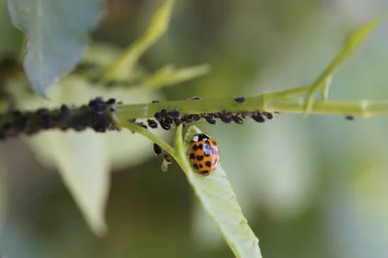 How to Get Rid of Tiny Yellow Bugs Aphids 2