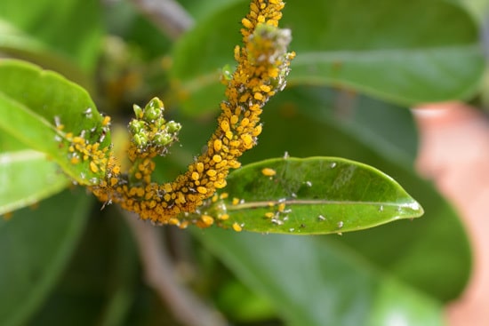 How to Get Rid of Tiny Yellow Bugs Aphids