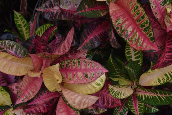 Manageable and Colorful Houseplants Croton Codiaeumvariegatum