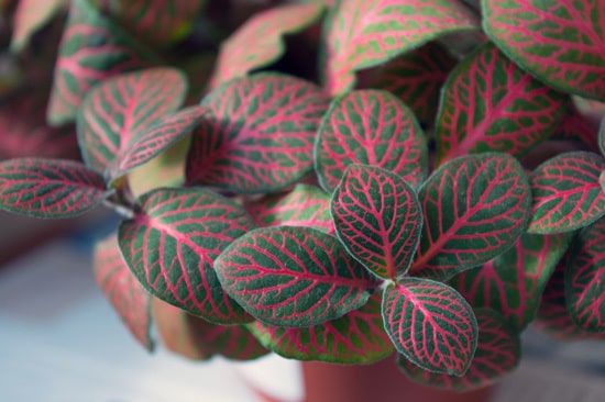 Manageable and Colorful Houseplants Fittonia