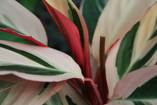 Manageable and Colorful Houseplants Triostar Stromanthe