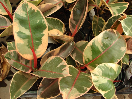 Manageable and Colorful Houseplants Variegated Rubber Plant Ficus Elastica