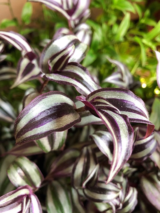Manageable and Colorful Houseplants Wandering Jew