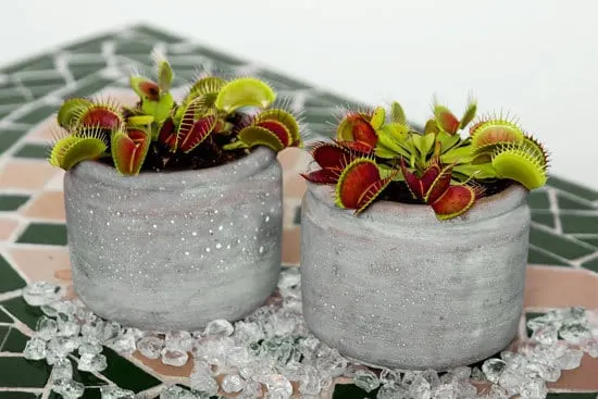 Unique Carnivorous Houseplants Venus Flytrap Dionaea Muscipula