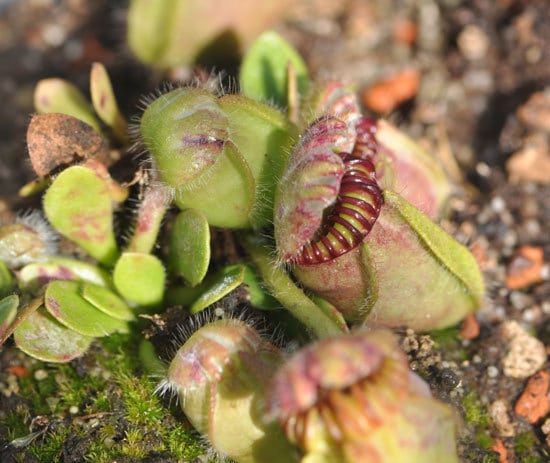 Unique Carnivorous Houseplants Western Australian Pitcher Cephalotus Follicularis
