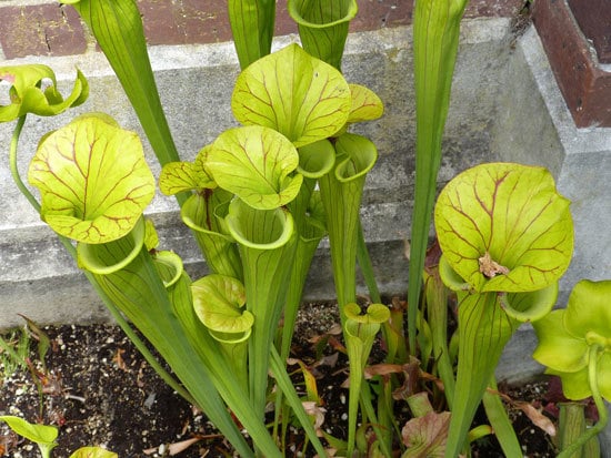Unique Carnivorous Houseplants Yellow Pitcher Plant
