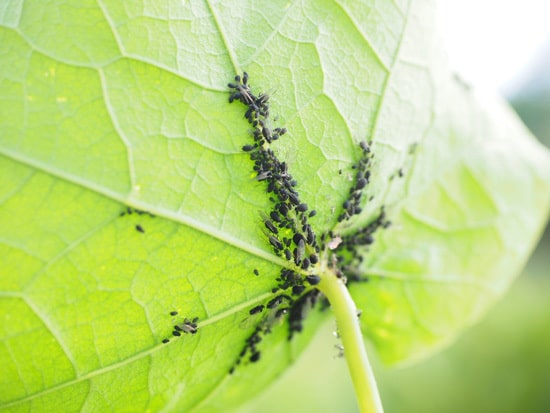 nasturtium black aphids