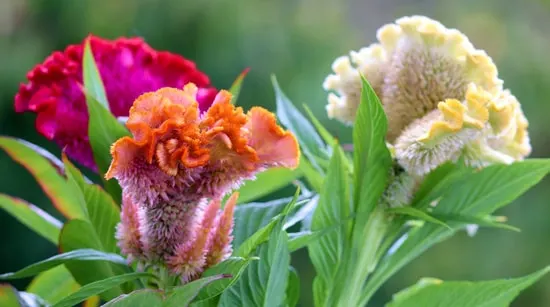 Celosia Easy Annual Flowers To Grow From Seed