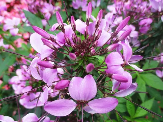 Cleome Easy Annual Flowers To Grow From Seed